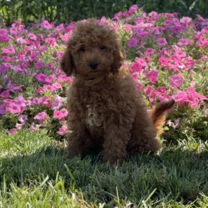 Raya Mini Goldendoodle