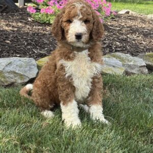 Astro Goldendoodle