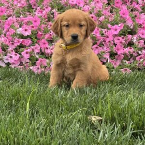 Snoopy Golden Retriever