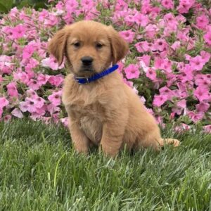Scooter Golden Retriever