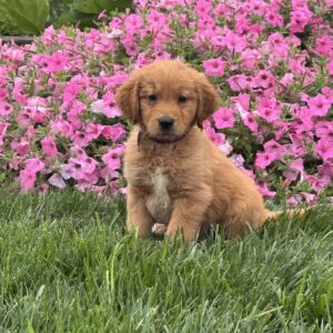 Sam Golden Retriever