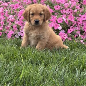 Simba Golden Retriever