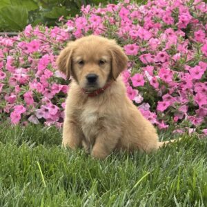 Storm Golden Retriever