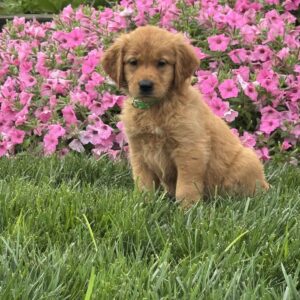 Sage Golden Retriever