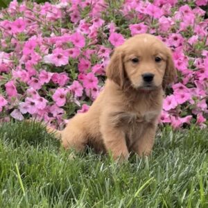 Sophia Golden Retriever