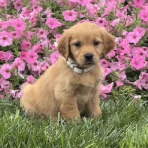 Sandy Golden Retriever