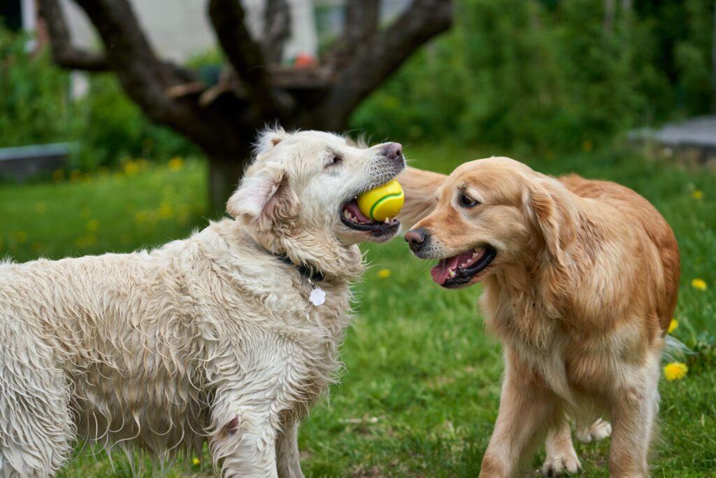 two golden retriever dogs playing with a tennis ball