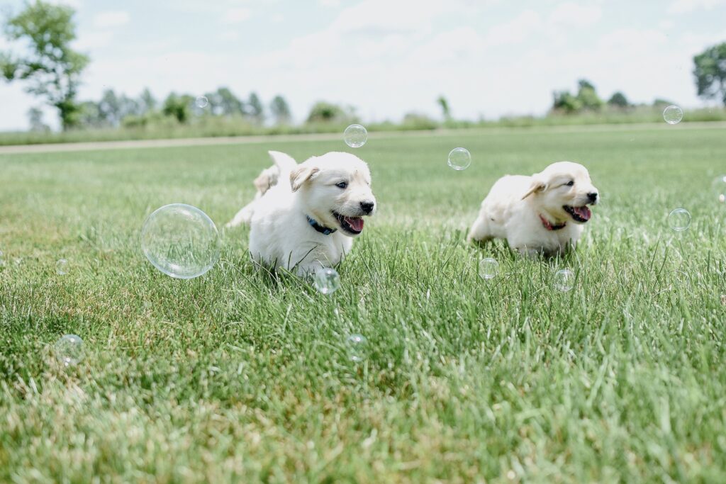 golden retriever puppies chasing bubbles