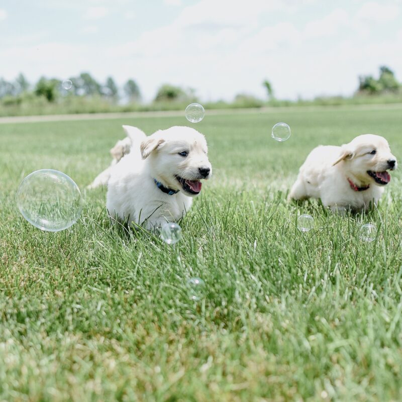 golden retriever puppies chasing bubbles