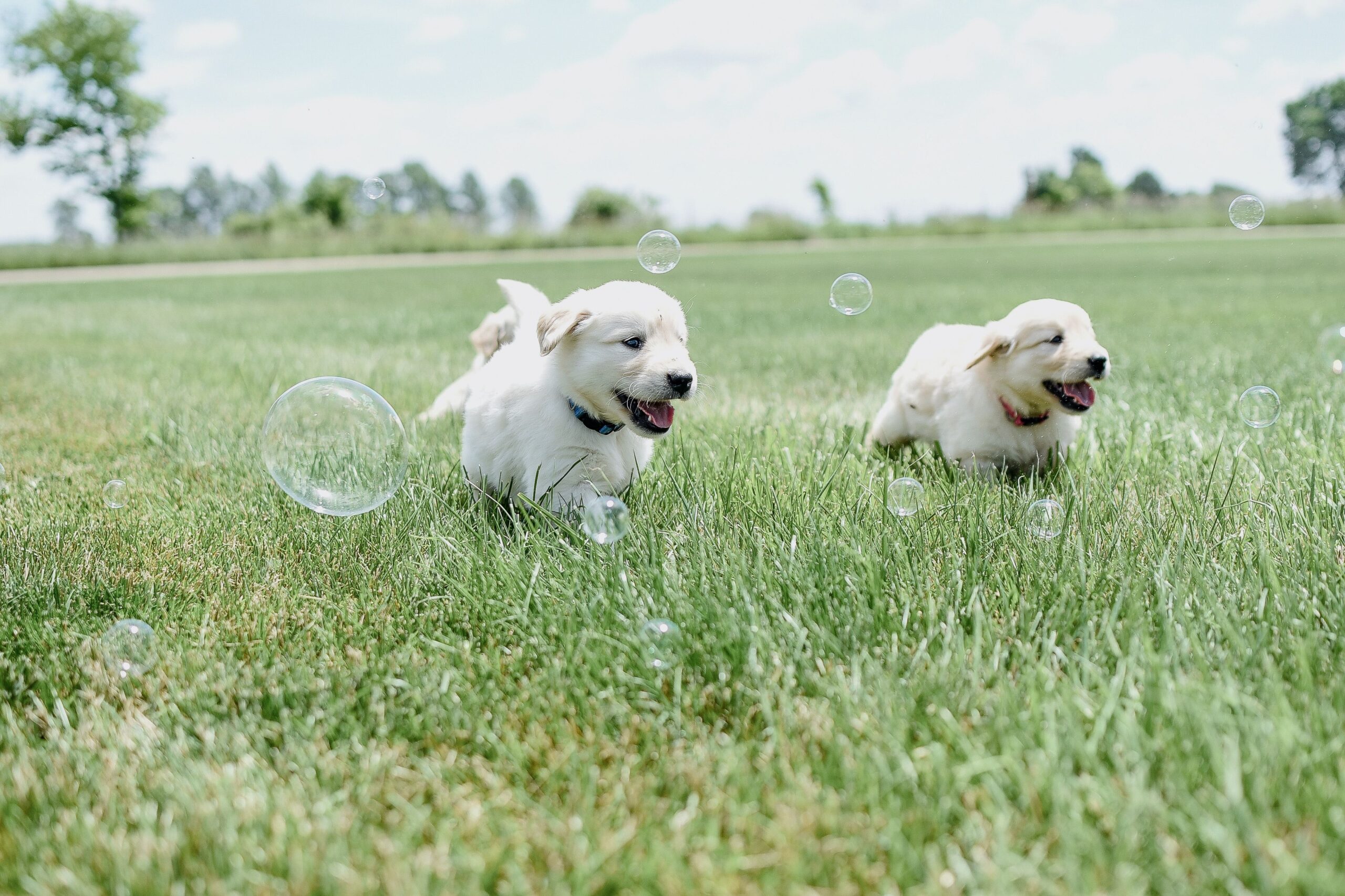 golden retriever puppies chasing bubbles