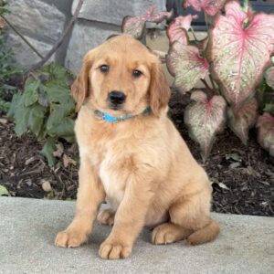 Dream Golden Retriever