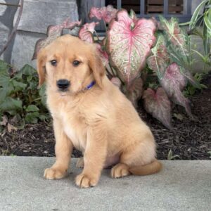 Dude Golden Retriever