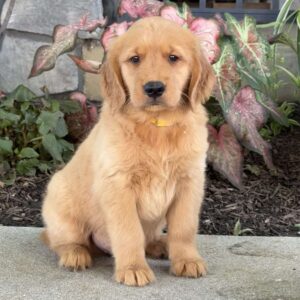 Dudley Golden Retriever
