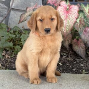 Dexter Golden Retriever