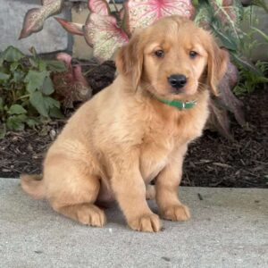 Diamond Golden Retriever