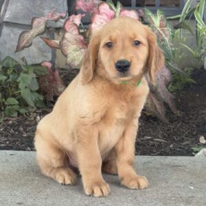 Diesel Golden Retriever