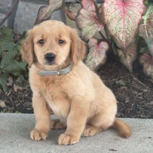 Diva Golden Retriever