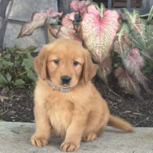 Gunner Golden Retriever