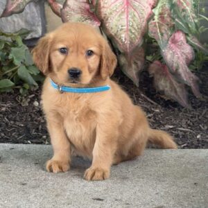 Gracie Golden Retriever
