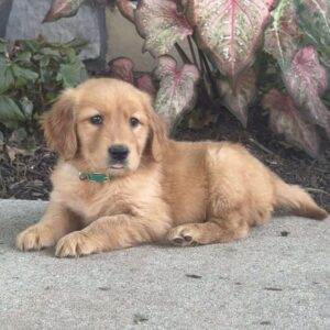 Greta Golden Retriever