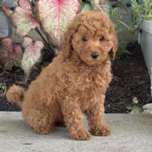 Winnie Mini Goldendoodle