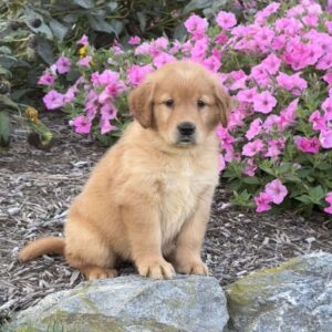Lucy Golden Retriever
