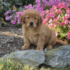 Leo Golden Retriever
