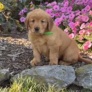 Lola Golden Retriever