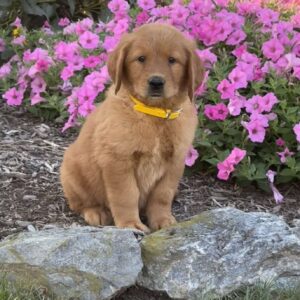 Hazel Golden Retriever