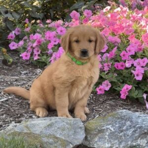 Hannah Golden Retriever