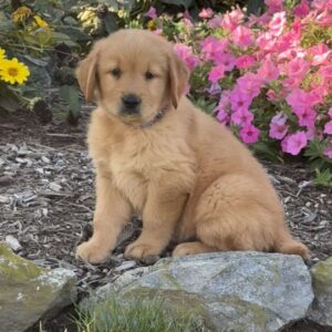 Hank Golden Retriever