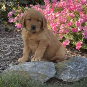 Hunter Golden Retriever