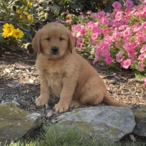 Hailey Golden Retriever