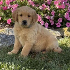 Henry Golden Retriever