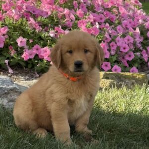 Harley Golden Retriever