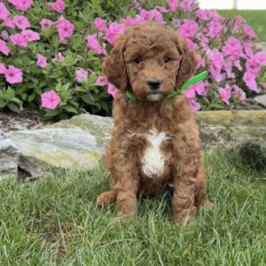 Maggie Goldendoodle