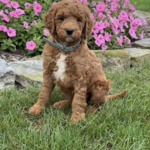 Max Goldendoodle