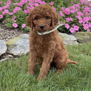 Mindy Goldendoodle