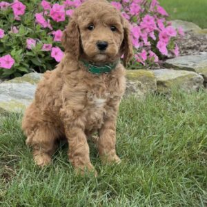 Millie Goldendoodle