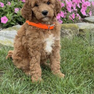 Mandy Goldendoodle