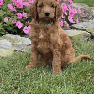 Mario Goldendoodle