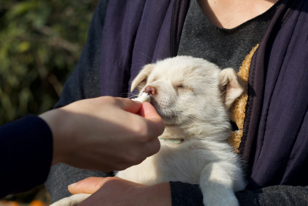 person holding a puppy with another person hand feeding them