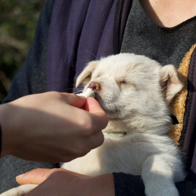 person holding a puppy with another person hand feeding them