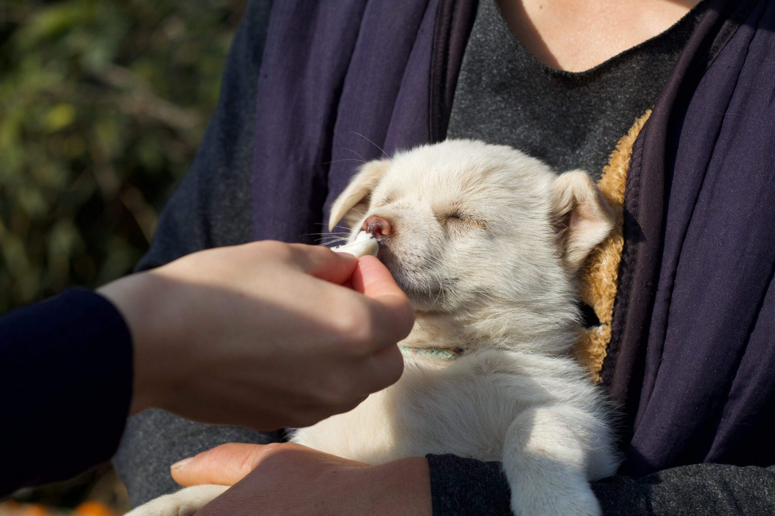 person holding a puppy with another person hand feeding them
