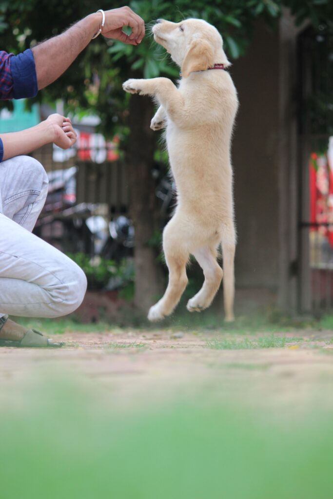hand feeding a dog 