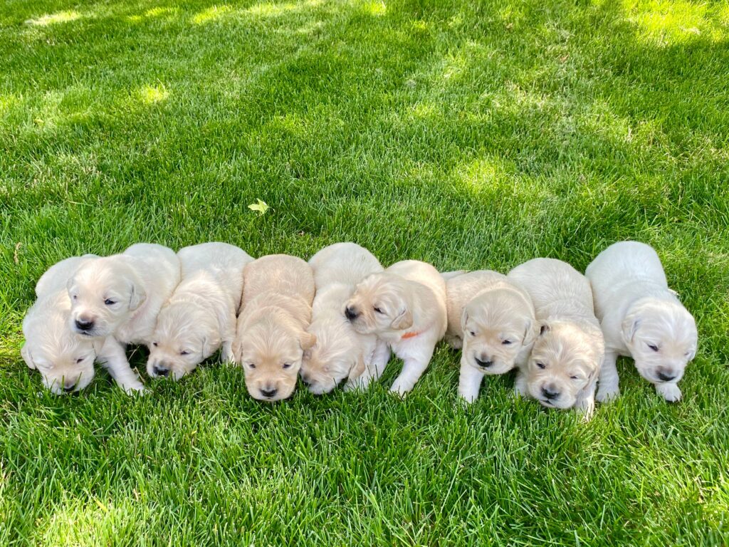 line of golden retriever puppies